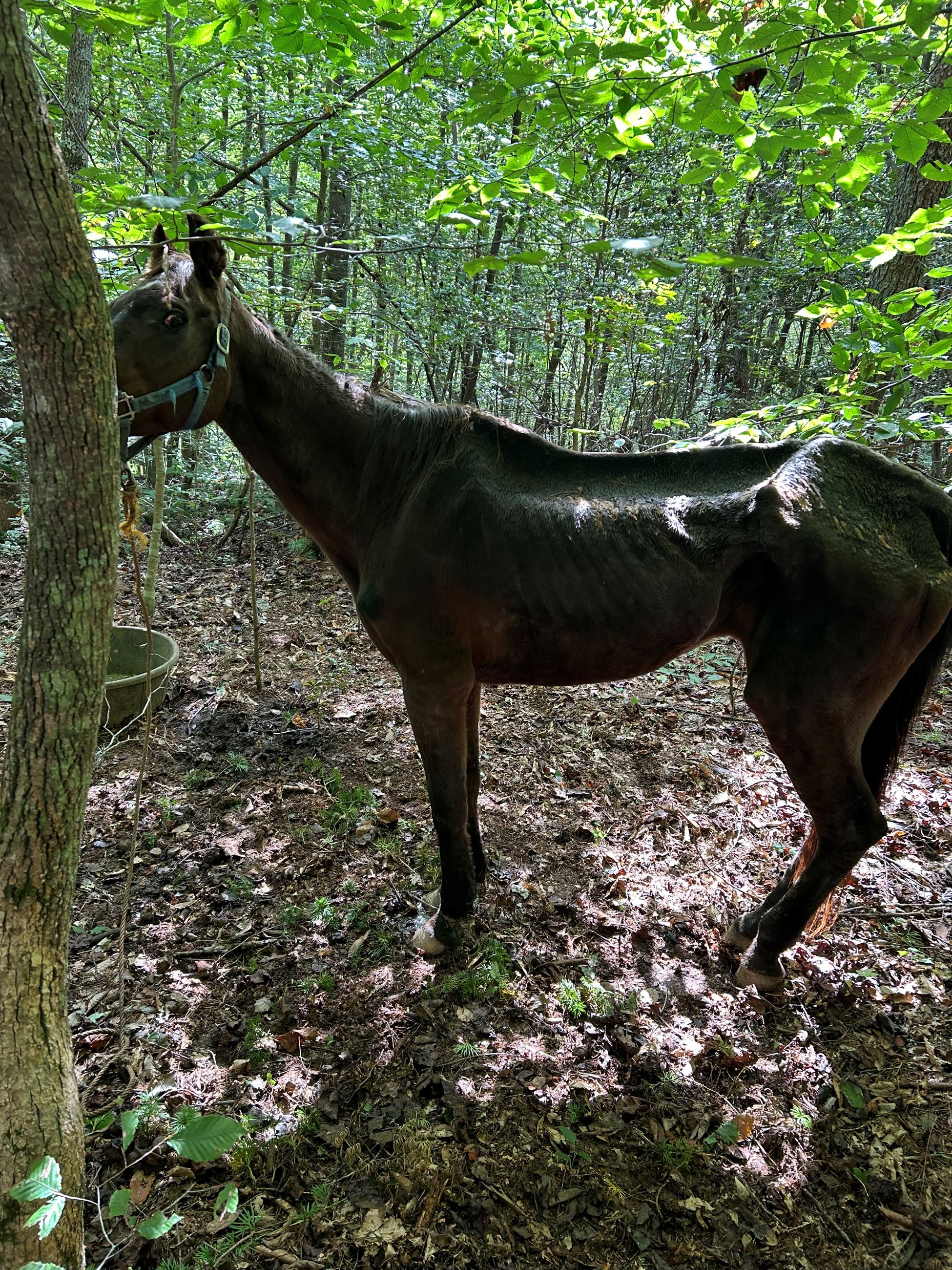 Photo of Malnourished Horse